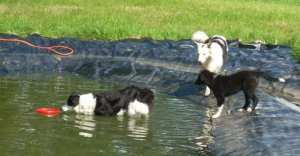 20110827Merlin3 049 (2).jpg